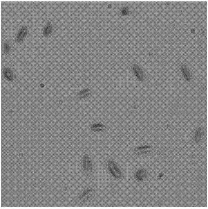 Endophytic fungus originated from pigeon pea and capable of efficiently converting ginsenoside Rb1 into ginsenoside Rd and application thereof