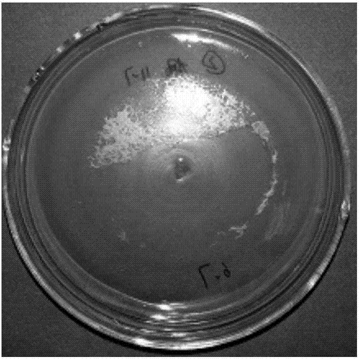 Endophytic fungus originated from pigeon pea and capable of efficiently converting ginsenoside Rb1 into ginsenoside Rd and application thereof