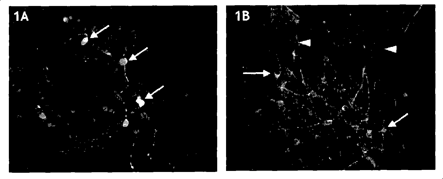 A human immortalised neural precursor cell line