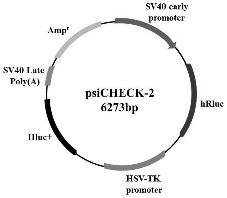 Dual-luciferase reporter gene vector for insect cells, construction method, recombinant vector and application