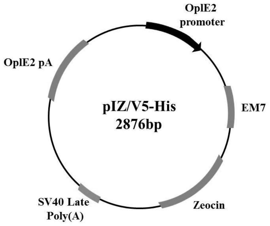 Dual-luciferase reporter gene vector for insect cells, construction method, recombinant vector and application