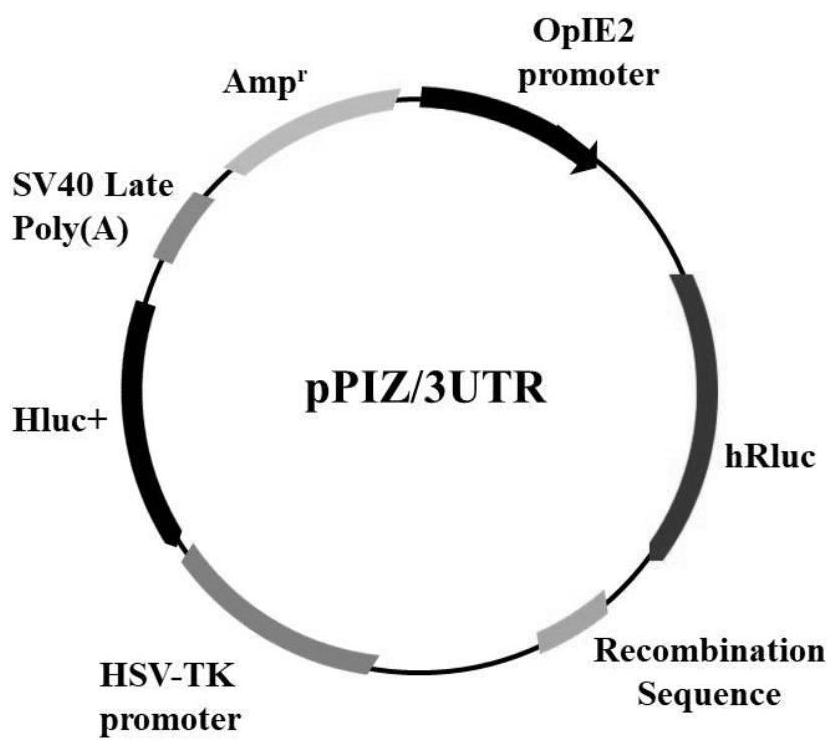 Dual-luciferase reporter gene vector for insect cells, construction method, recombinant vector and application