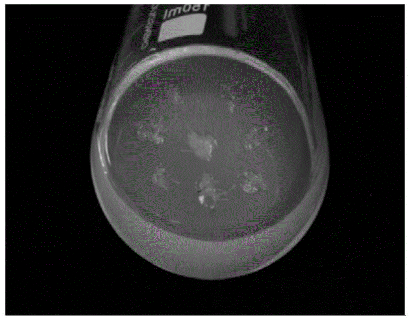 Method of quickly inducing and breeding halogeton glomeratus radicle callus tissue