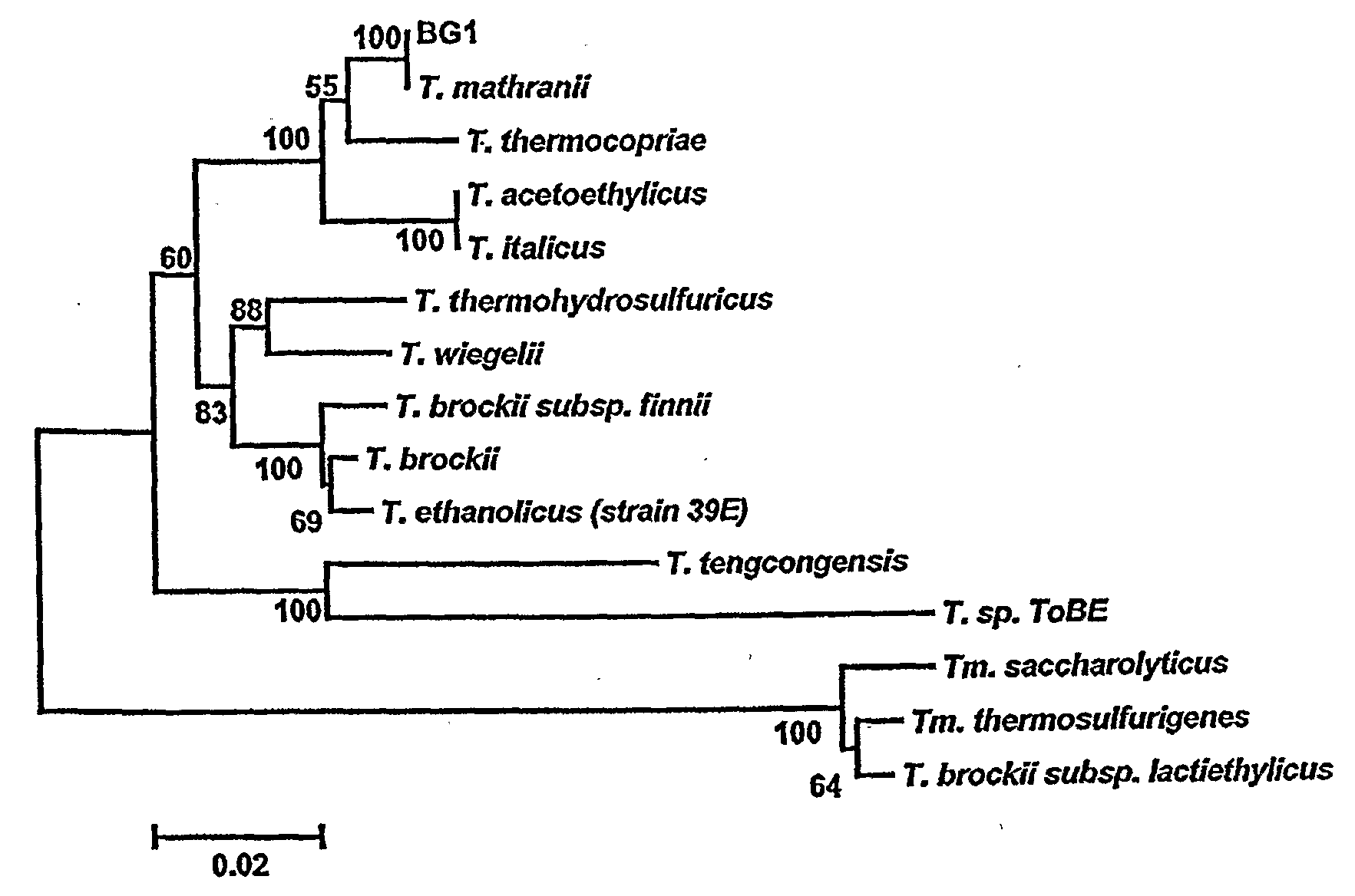 Thermoanaerobacter mathranii strain bg1