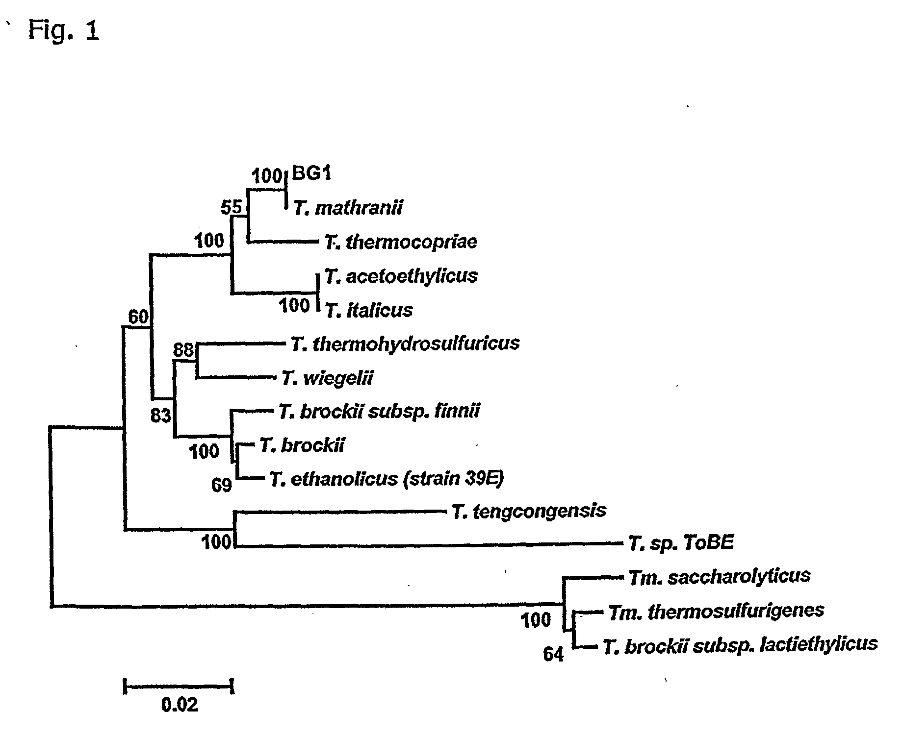 Thermoanaerobacter mathranii strain bg1