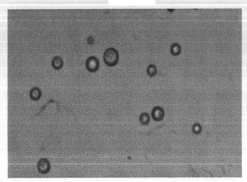 Method for preparing erythromycin thiocyanate gelatin microsphere preparation