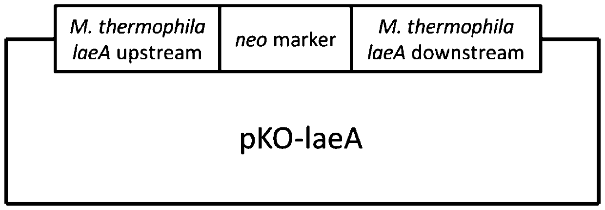 Genetically engineered bacterium producing malic acid and method for producing malic acid