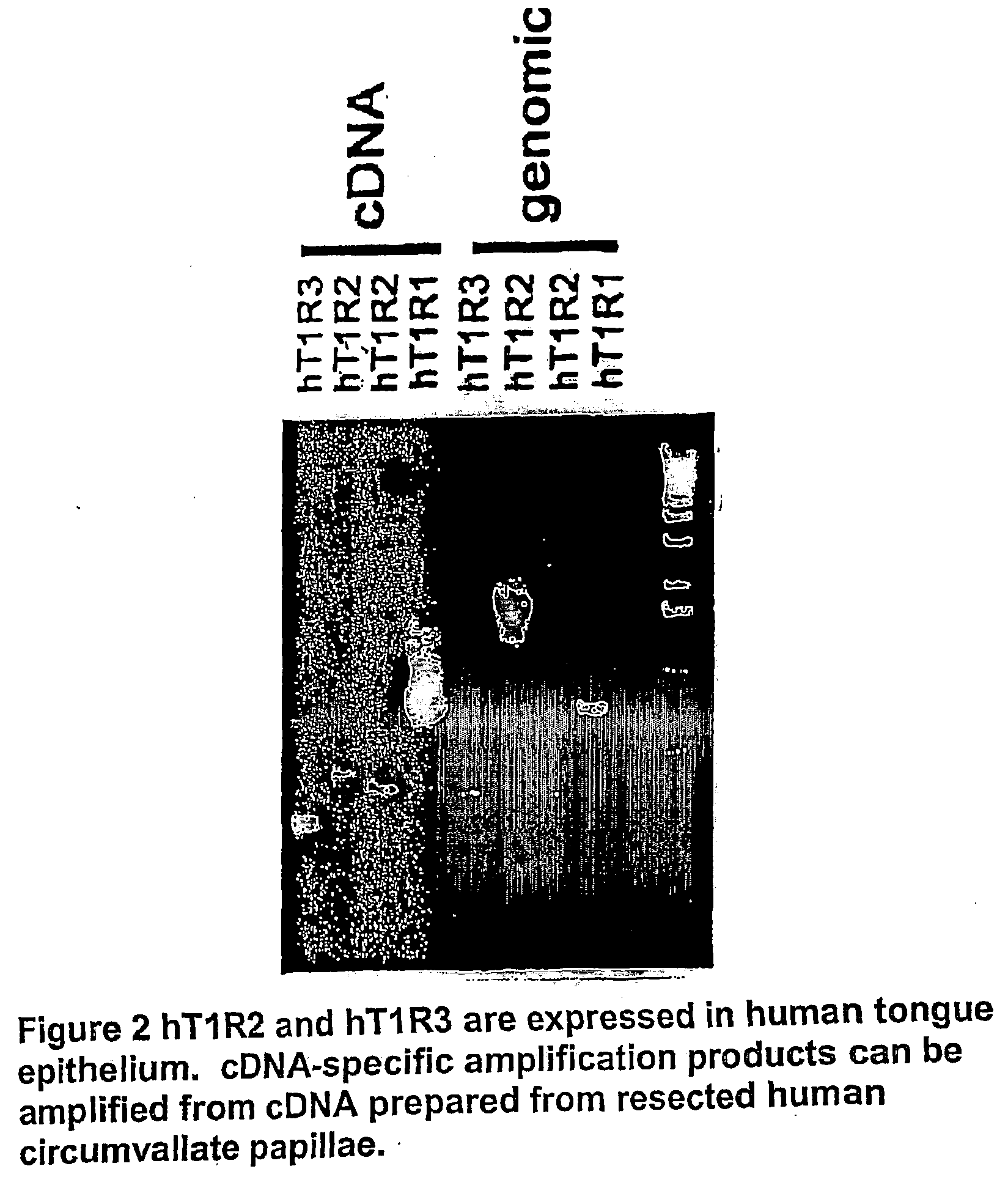 T1r hetero-oligomeric taste receptors, cell lines that express said receptors, and taste compounds