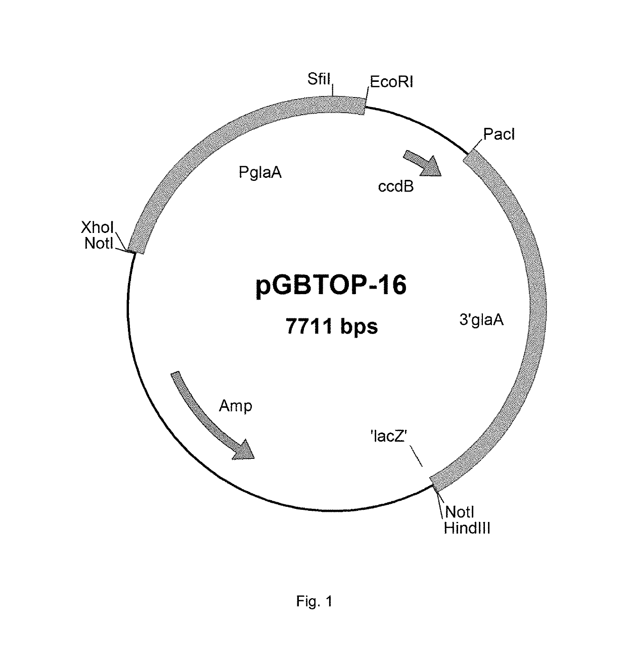 Proline-specific endoprotease and use thereof