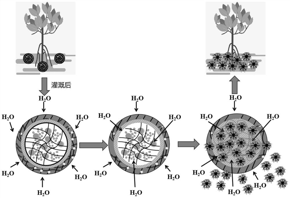 A double network hydrogel shell polycystic core structure Trichoderma harzianum fungus