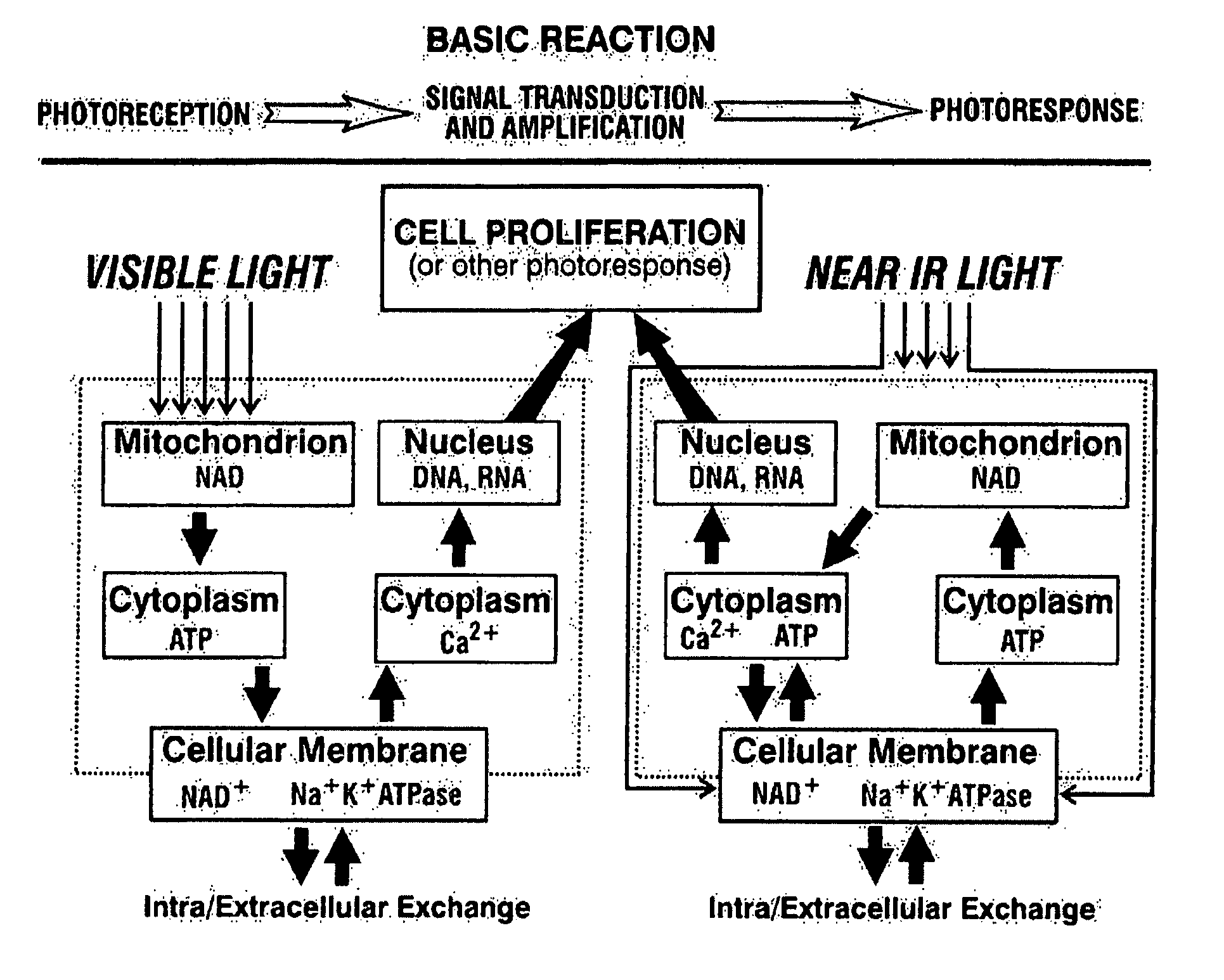 Phototherapeutic Method and Apparatus