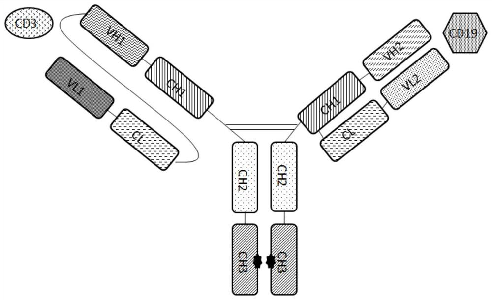 An anti-CD3 and anti-CD19 bispecific antibody