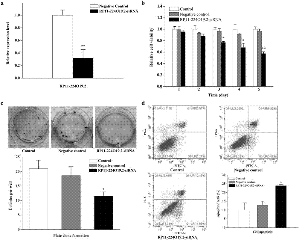 Application of long-chain non-coding RNA RP11-224O19.2 inhibitor