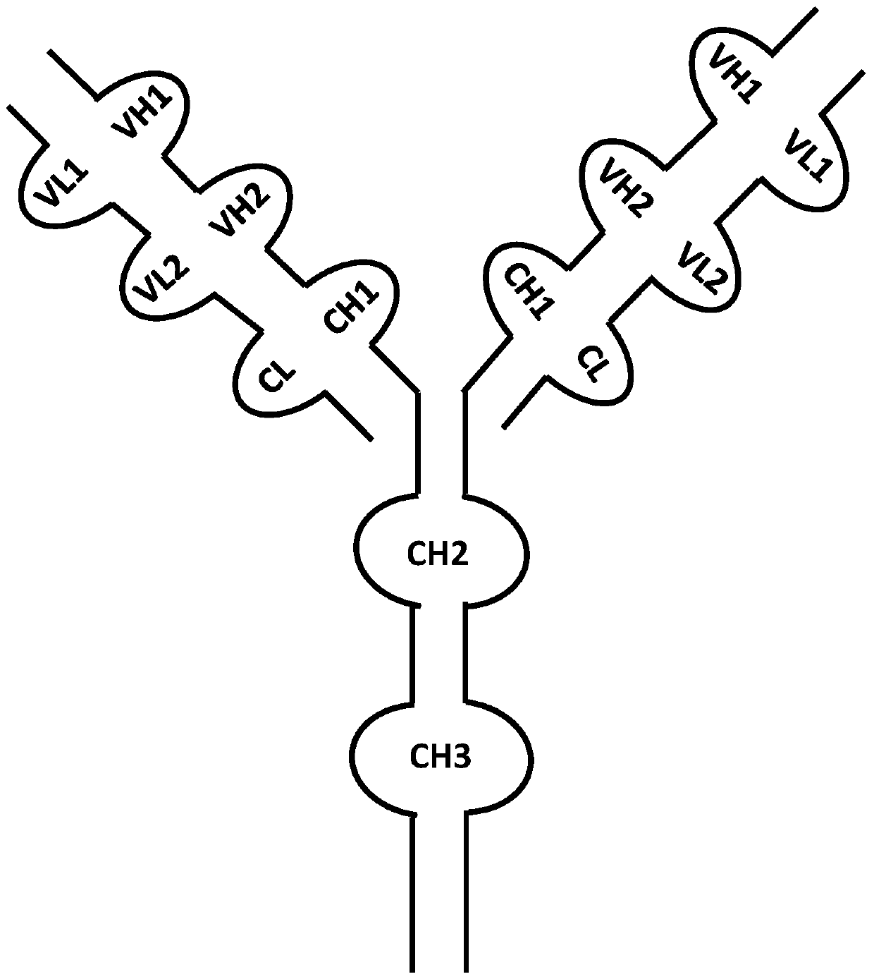 Anti-vegf/pigf bispecific antibody, its preparation method and use