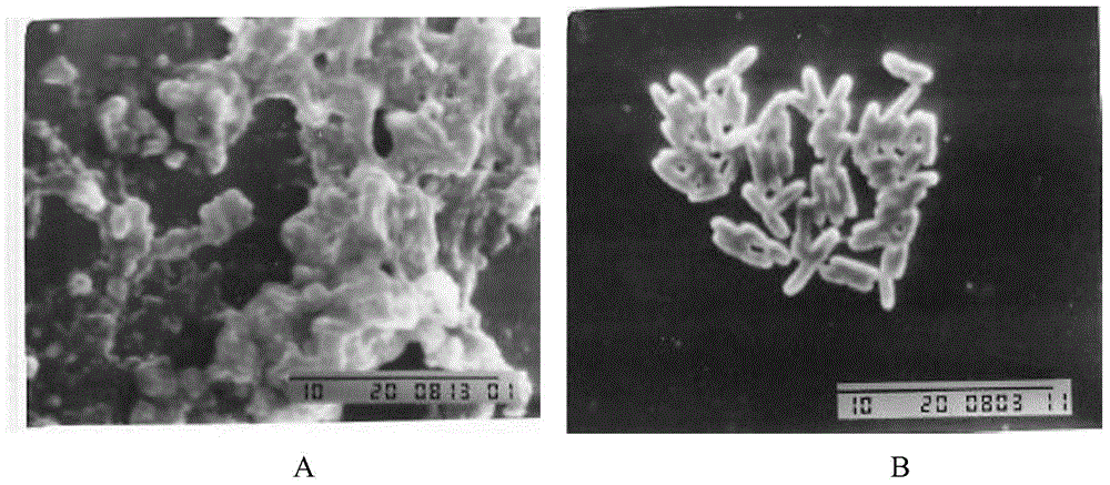 Use of hyperoside in preparation of drug for inhibiting bacterial quorum sensing system