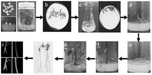 Agrobacterium-rhizogene-mediated stable transformation method of peach root systems and application of method