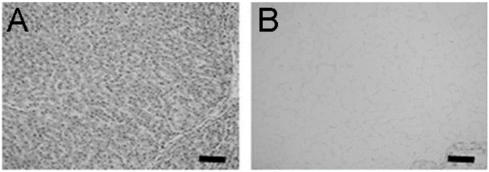 A decellularized liver bioscaffold with anticoagulant properties and preparation method thereof