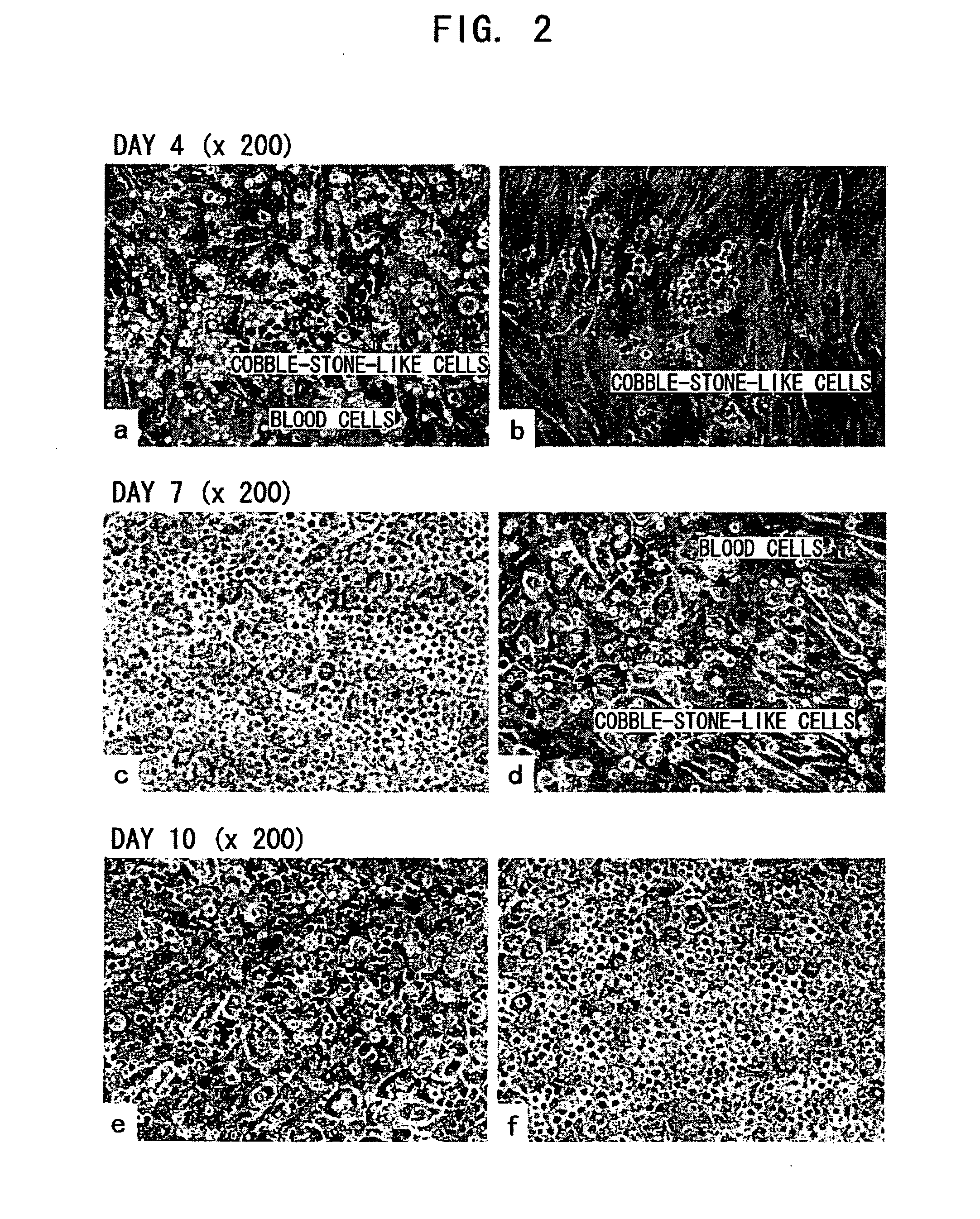 Process For Producing Hematopoietic Stem Cells Or Vascular Endothelial Precursor Cells