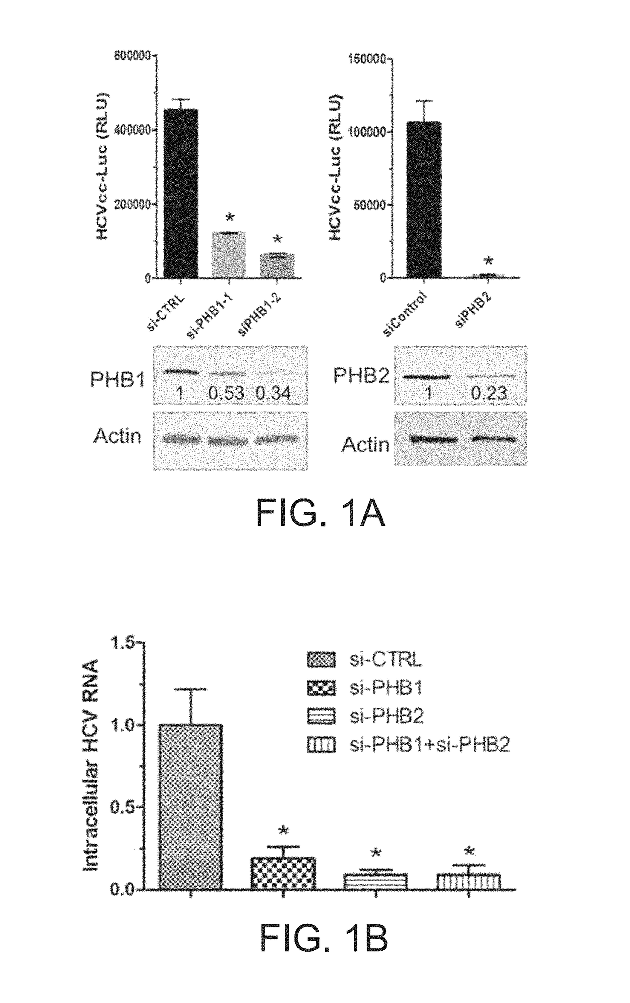 Aglaroxin C and derivatives as HCV entry inhibitors