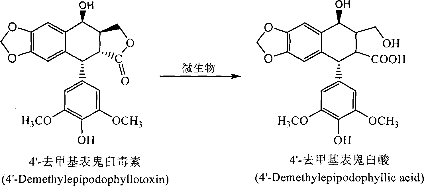 Process for the separation and preparation of 4'-demethyl podophyllic acid