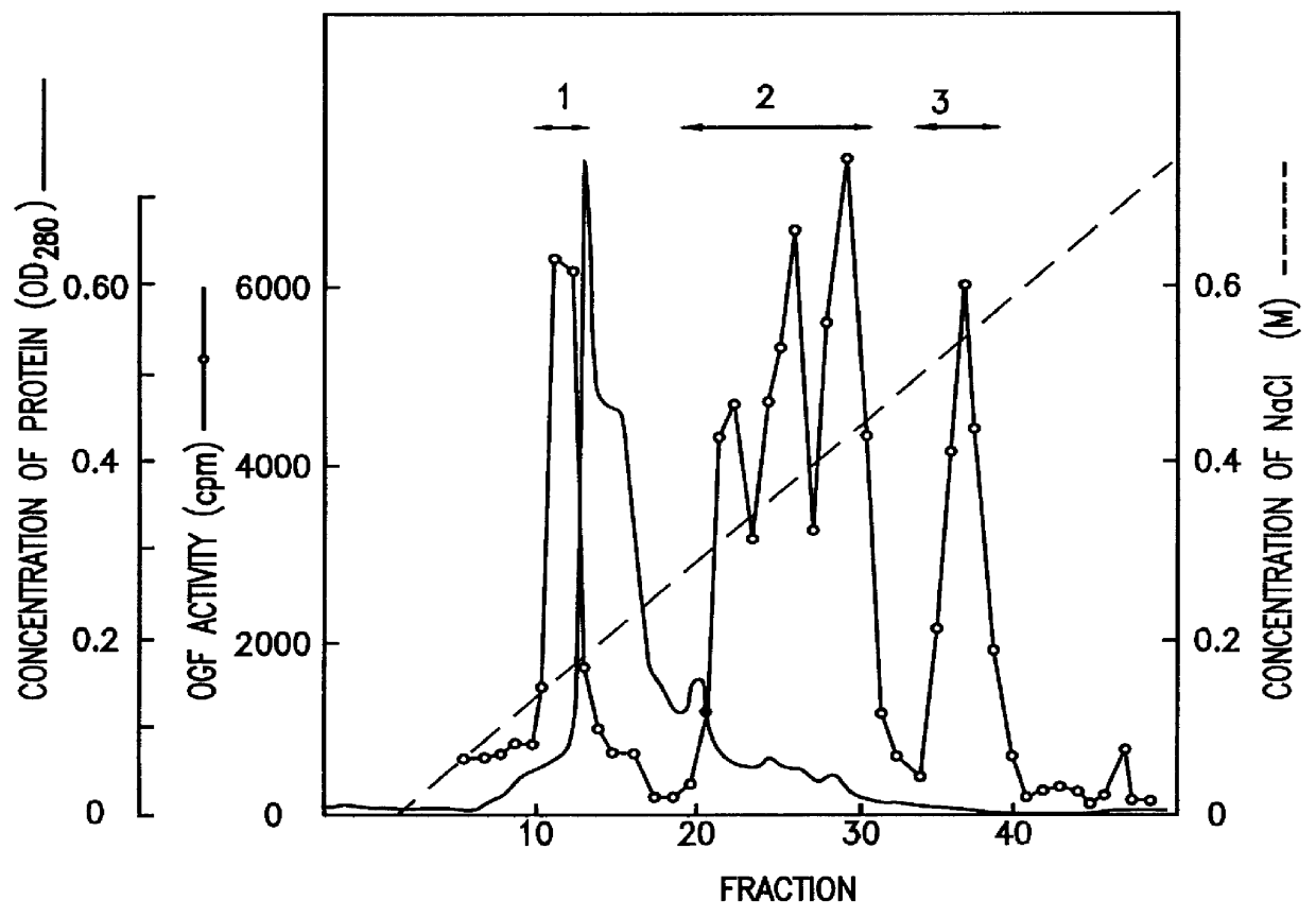 Basic osteoblast growth factor II (bOGF-II)