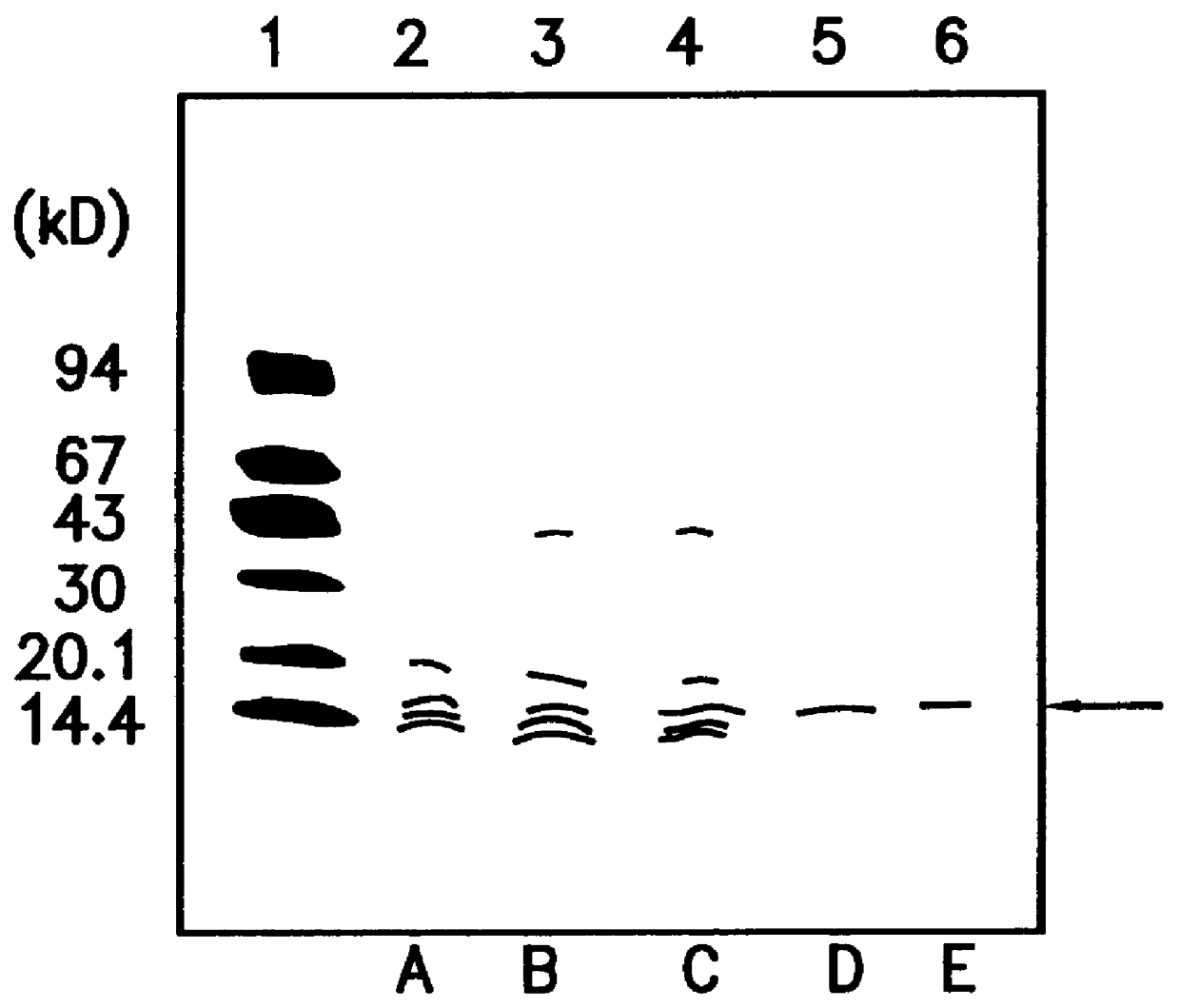 Basic osteoblast growth factor II (bOGF-II)