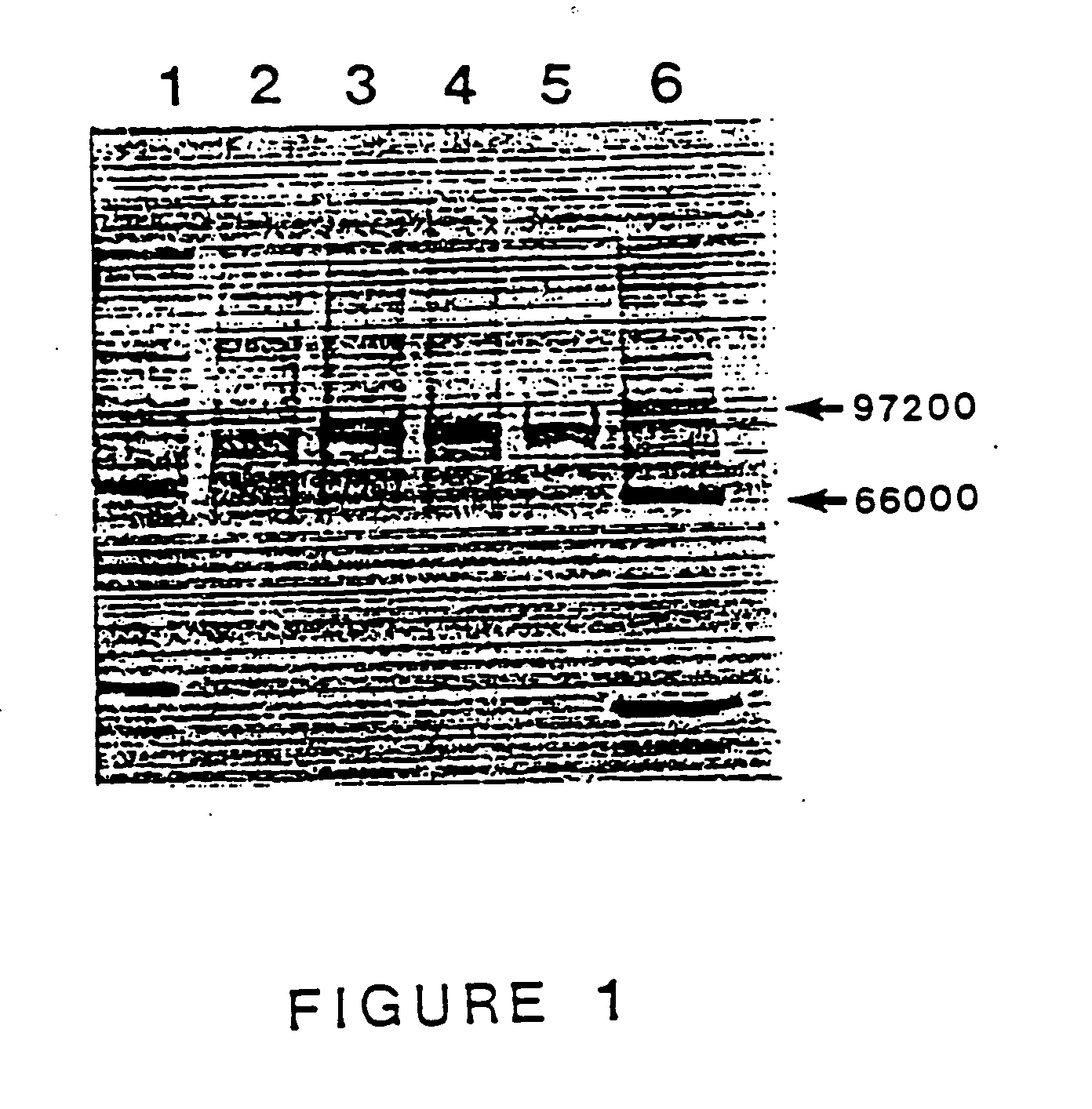 Purified thermostable pyrococcus furiosus DNA polymerase i