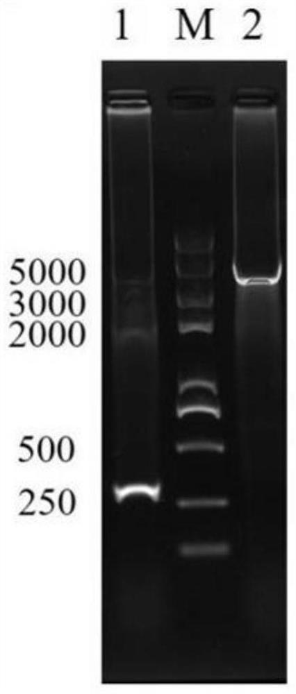 Method for preparing heterologous protein wrapped polyhedrosis