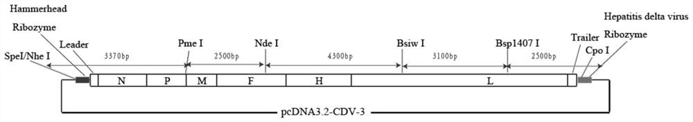 Infectious cDNA clone of canine distemper virus cdv-3 strain and its construction method and application