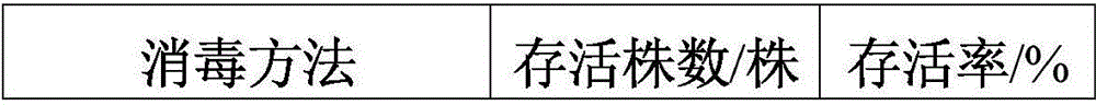 Rapid Propagation Method of White Uncaria