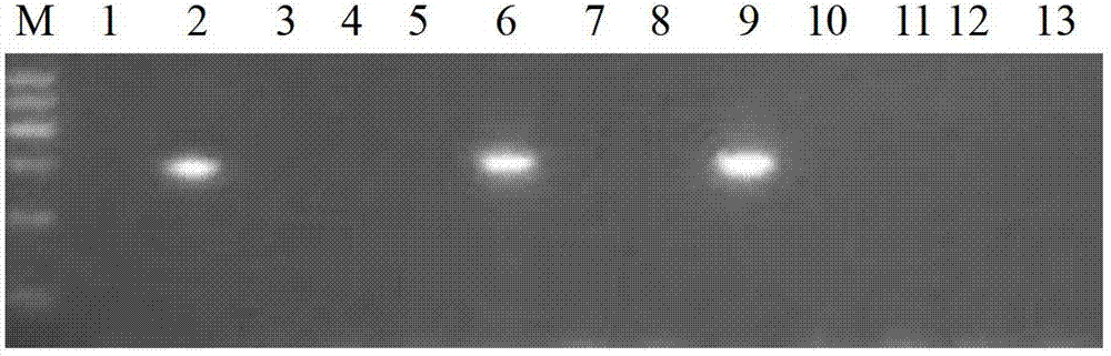 Gene chip for detecting CryIAc-gene-containing transgenic plant and product and application thereof