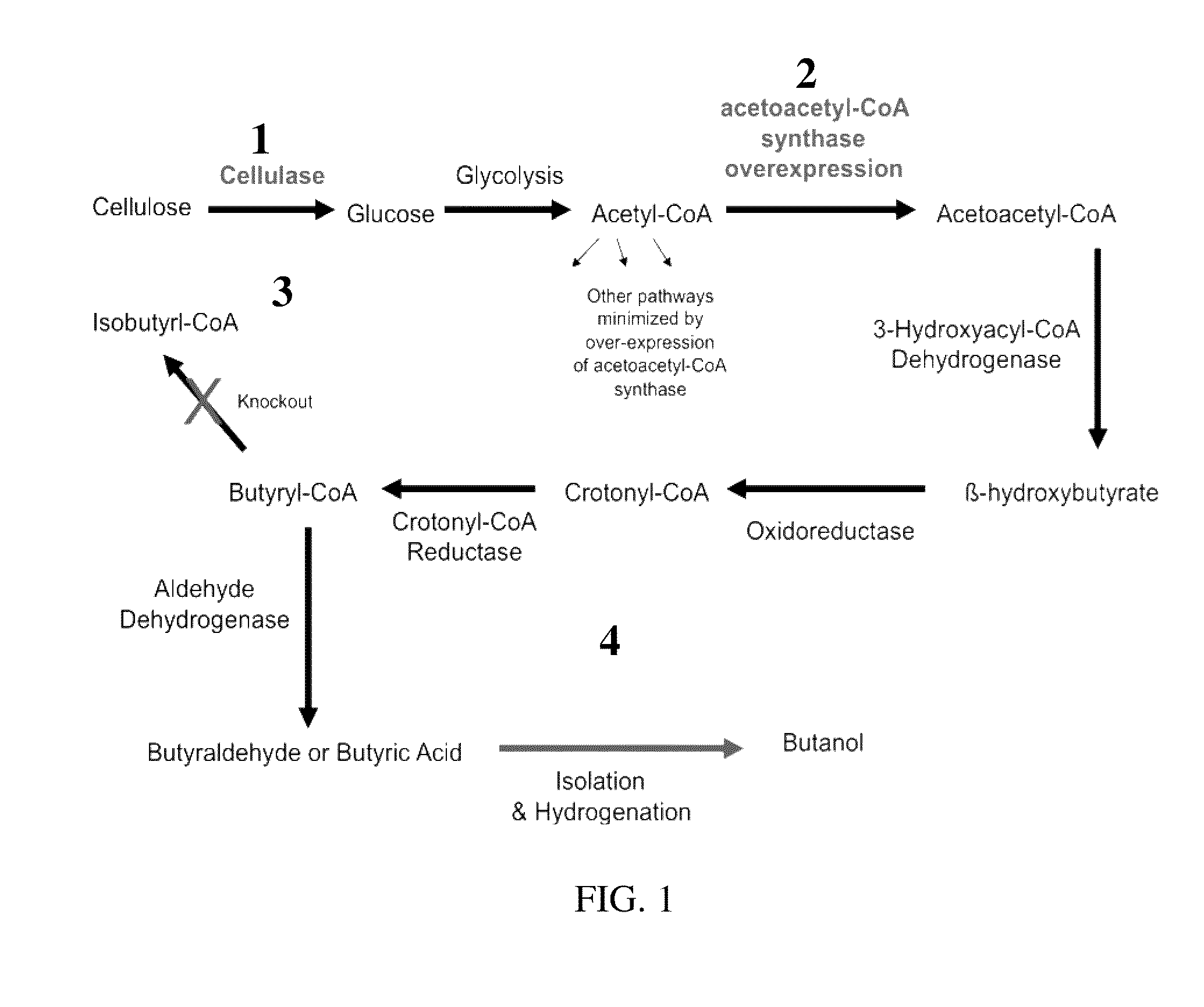 Butanal Production Using Engineered Streptomyces Coelicolor