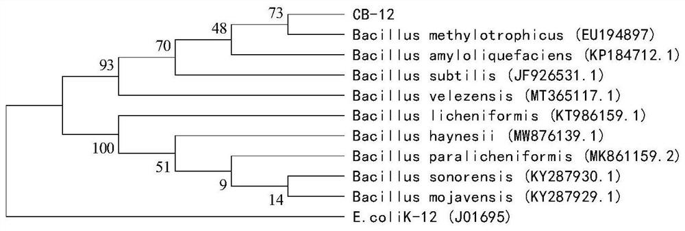 Bacillus methylotrophicus, microbial agent containing bacillus methylotrophicus and application