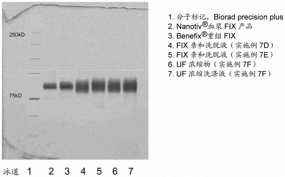 Method for purifying vitamin k-dependent proteins such as coagulation factor ix