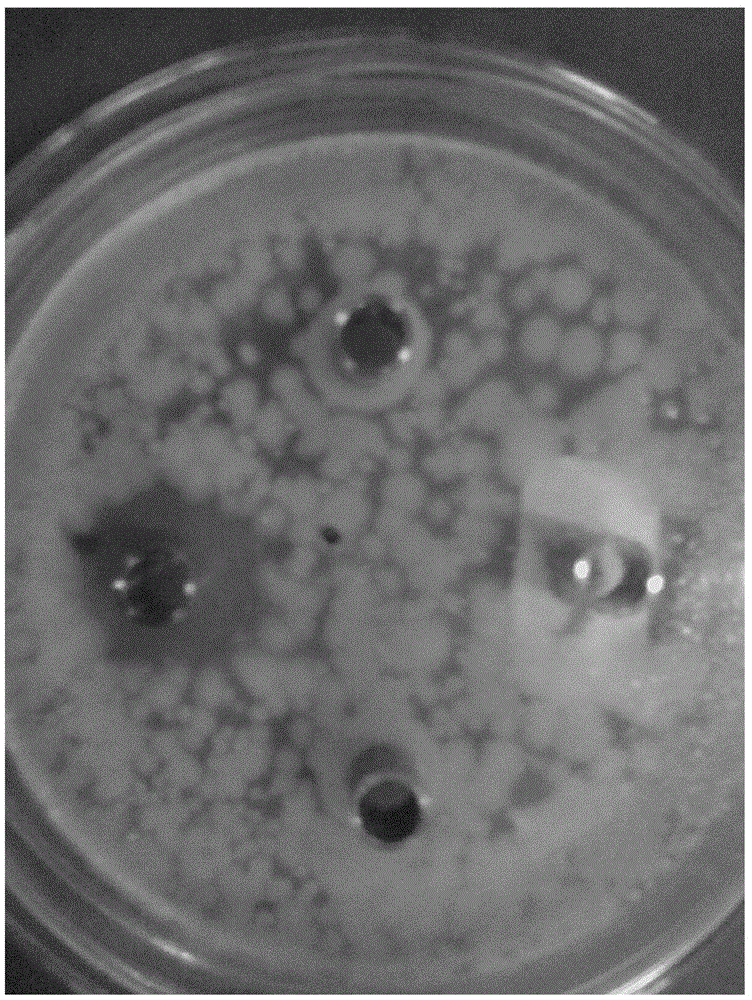 Antibacterial hairtail tetrapeptide and preparation method thereof