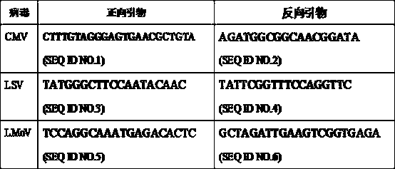 Virus-eradication and rapid propagation method for lilium pumilum