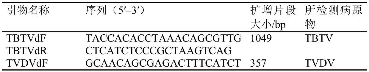 Method for acquiring diseased plant infected by four pathogens of Yunnan tobacco bushy top disease through injection vaccination