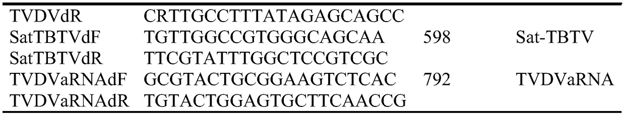 Method for acquiring diseased plant infected by four pathogens of Yunnan tobacco bushy top disease through injection vaccination