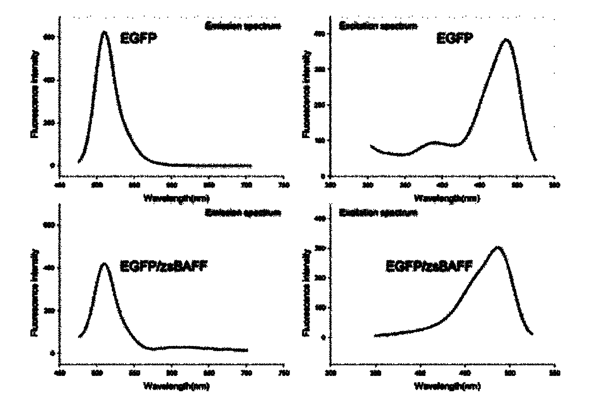 Danio rerio B-lymphocyte activating factor (zBAFF) cDNA (complementary deoxyribonucleic acid), and cloning method and application thereof in recombination