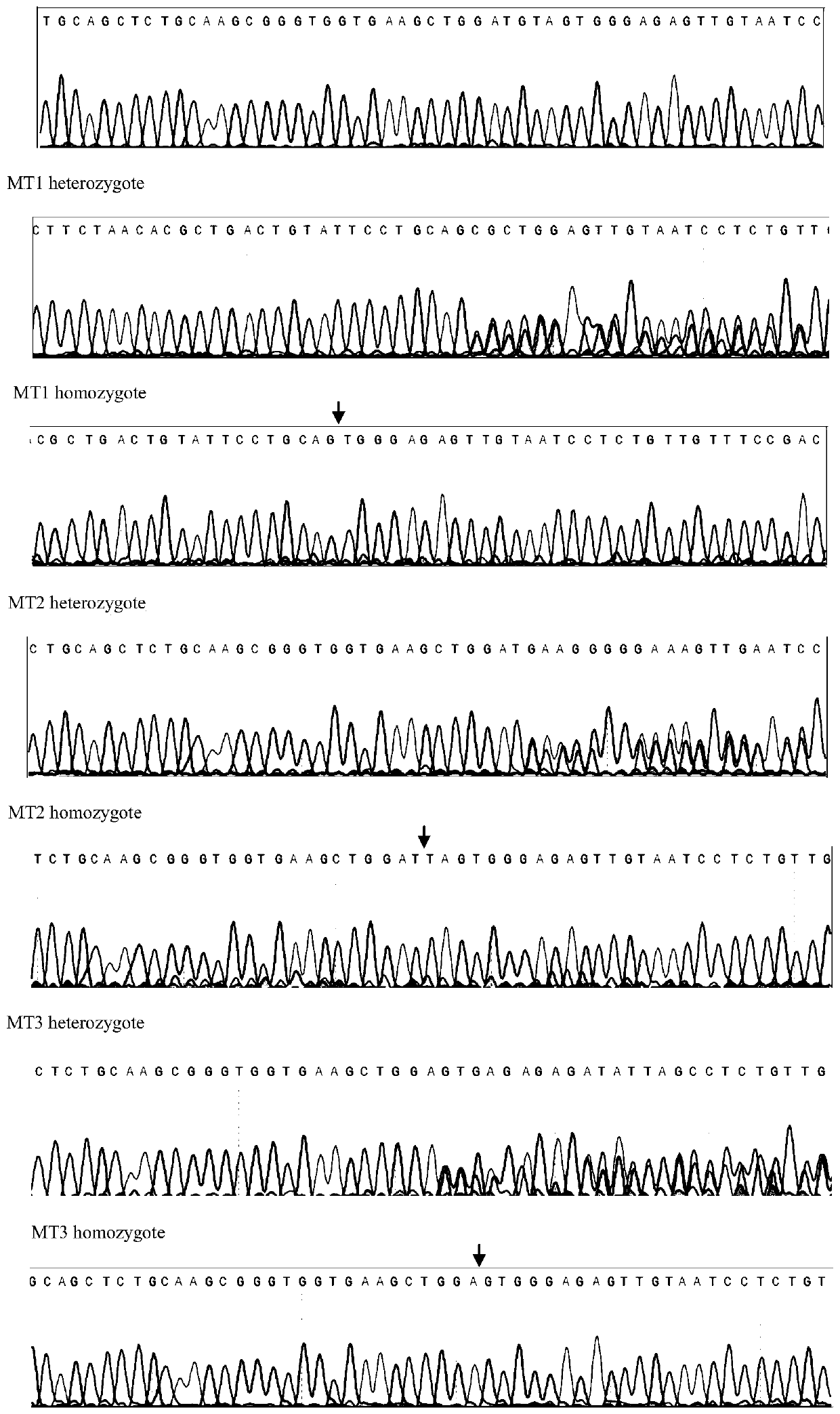 Method for constructing zebra fish asap1b gene-knockout mutant by using CRISPR/Cas9 technology