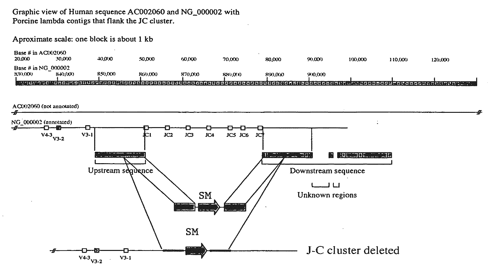 Ungulates with Genetically Modified Immune Systems