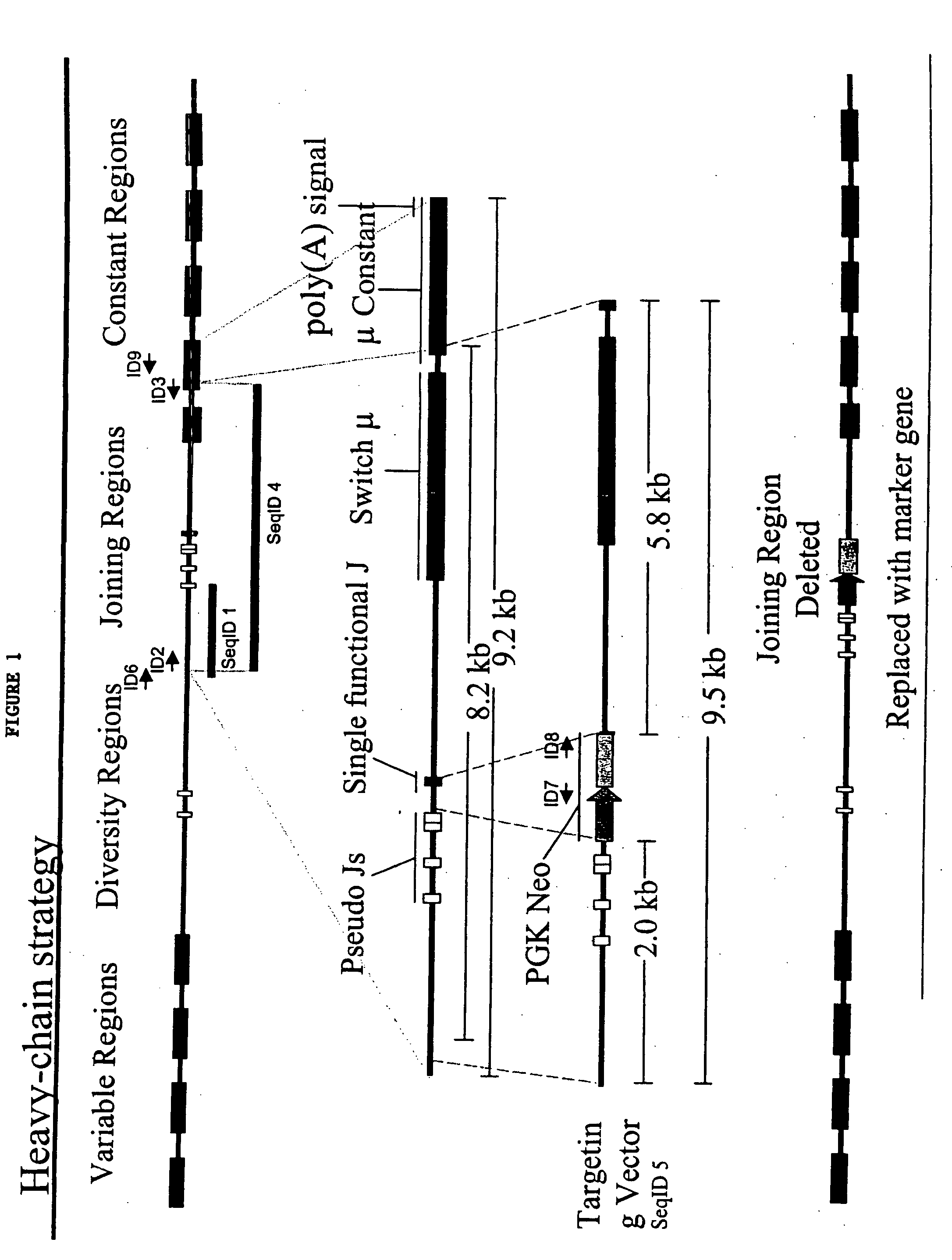 Ungulates with Genetically Modified Immune Systems