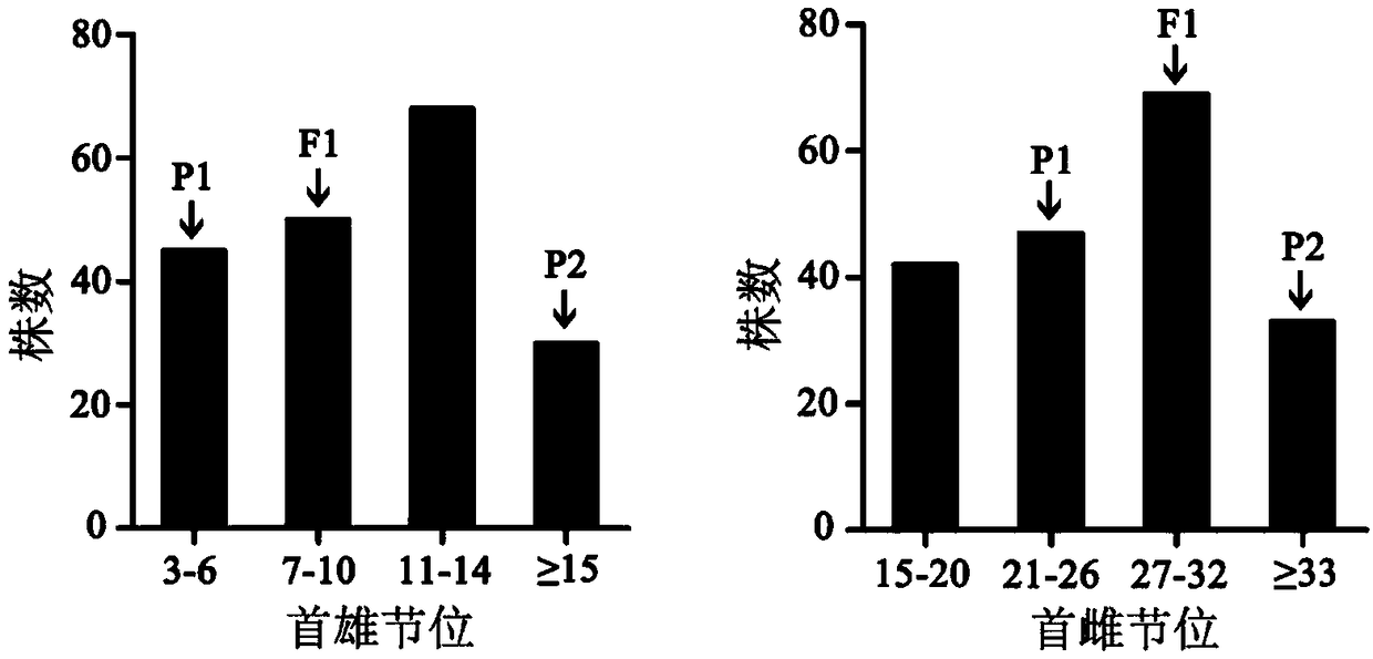 dCAPS (derived cleaved amplified polymorphic sequence) primer pair for assisting in judging first female node and first male node of pumpkin and application of dCAPS primer pair