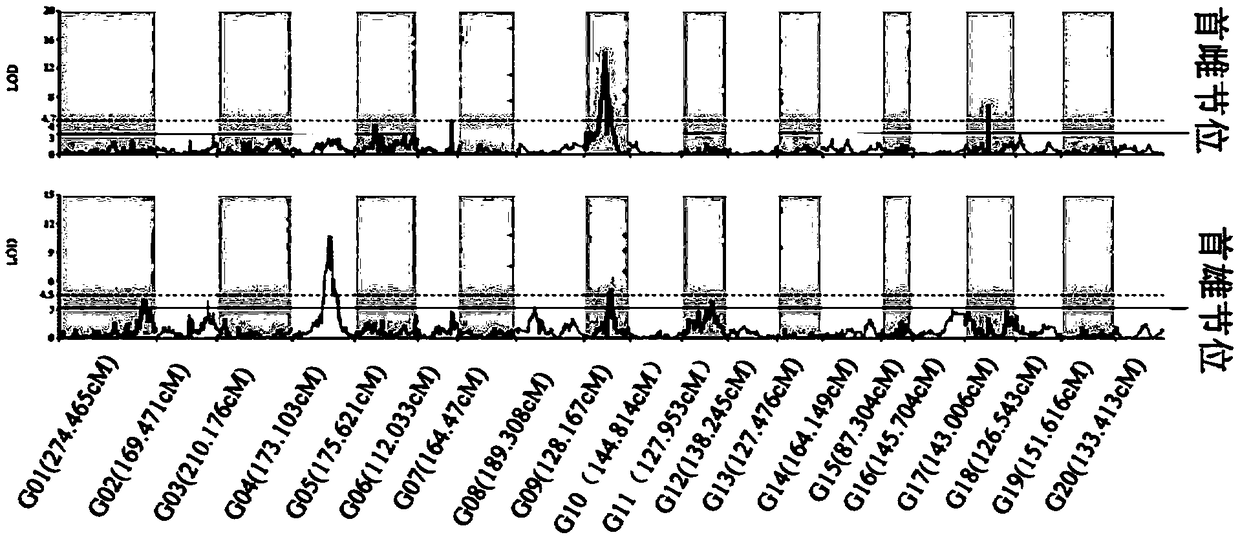 dCAPS (derived cleaved amplified polymorphic sequence) primer pair for assisting in judging first female node and first male node of pumpkin and application of dCAPS primer pair