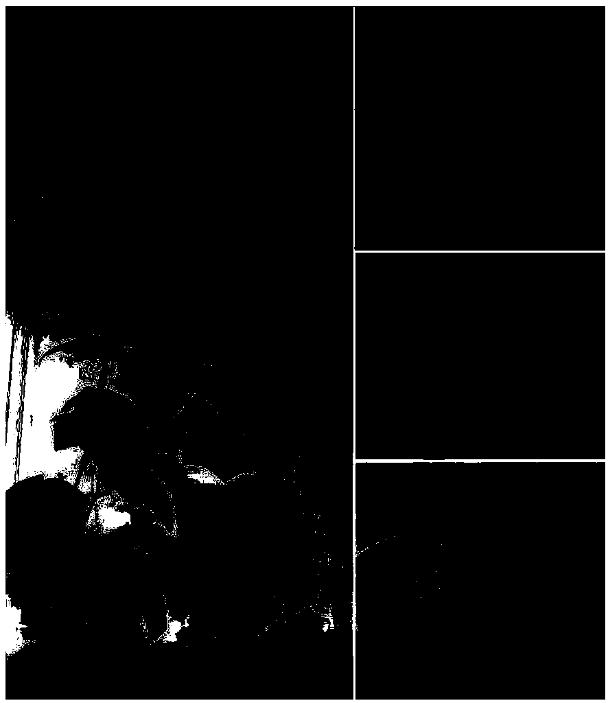 dCAPS (derived cleaved amplified polymorphic sequence) primer pair for assisting in judging first female node and first male node of pumpkin and application of dCAPS primer pair