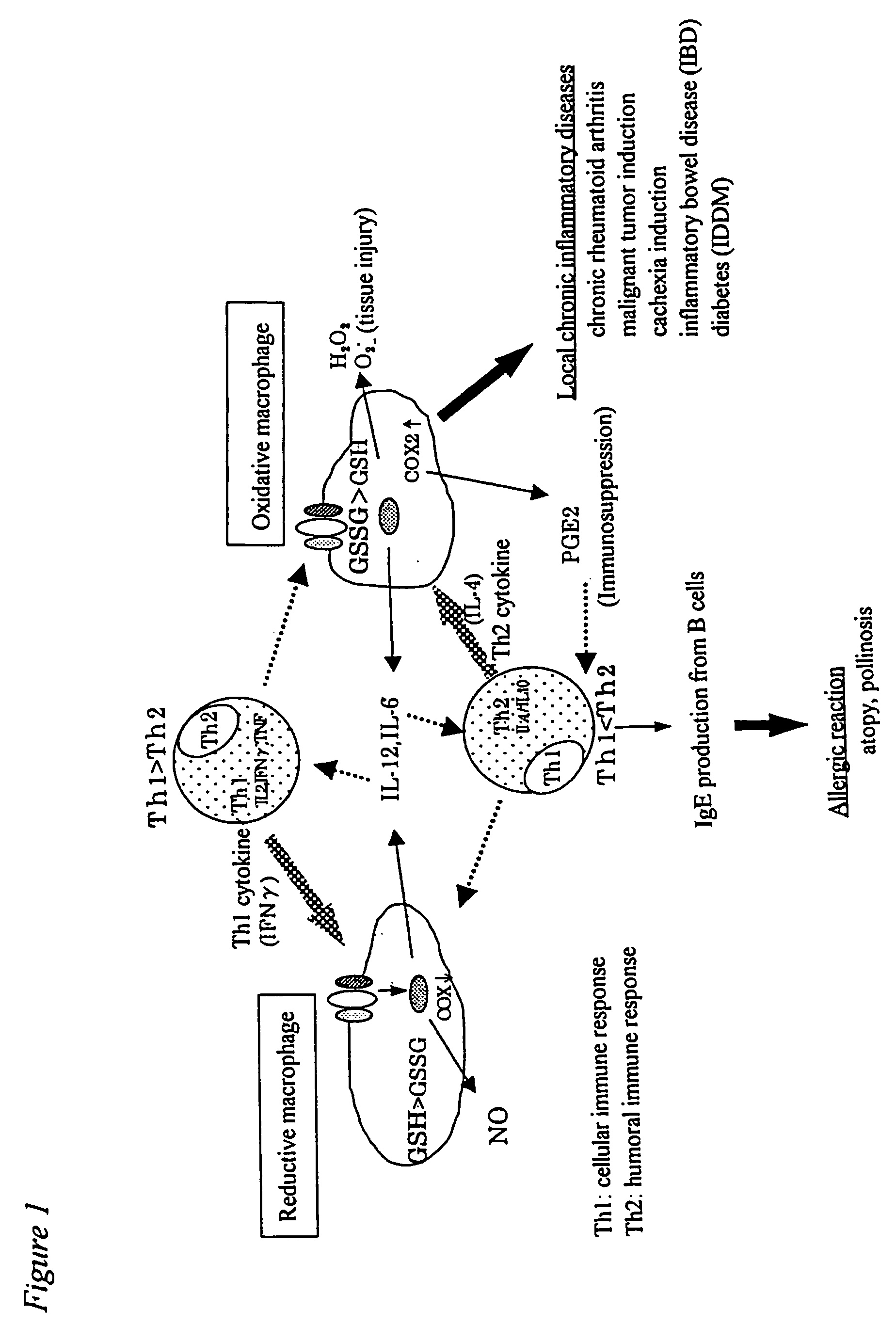 Method of suppressing immune response by reducing intracellular content of glutathione in macrophages and monocytes