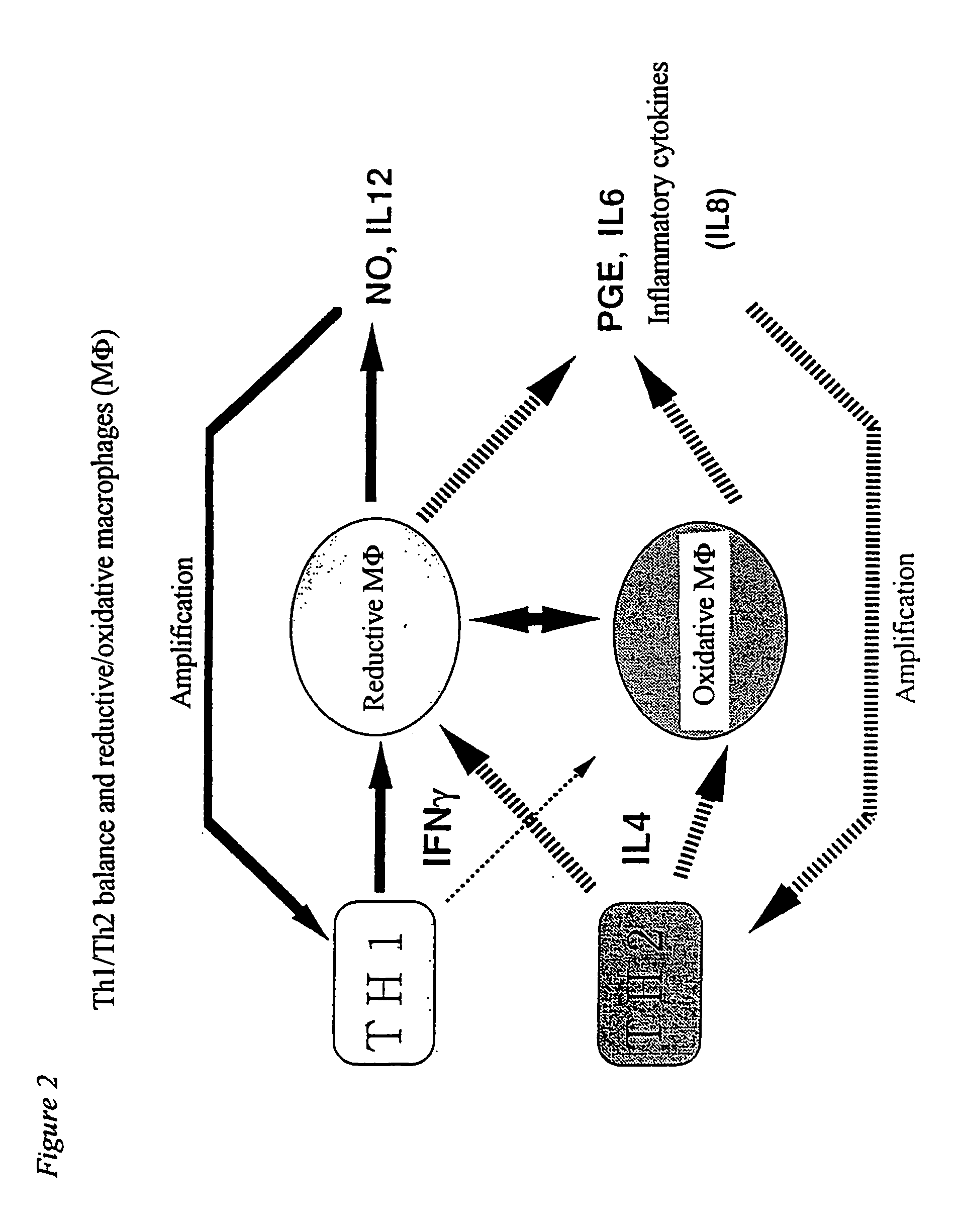 Method of suppressing immune response by reducing intracellular content of glutathione in macrophages and monocytes