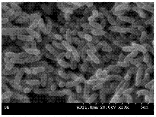 Method for screening polychlorinated biphenyl degrading bacterium and polychlorinated biphenyl degrading bacterium