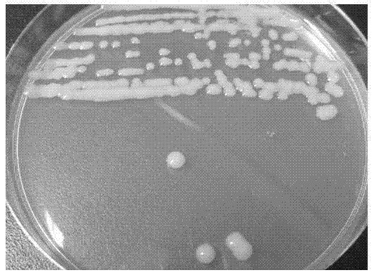 Method for screening polychlorinated biphenyl degrading bacterium and polychlorinated biphenyl degrading bacterium