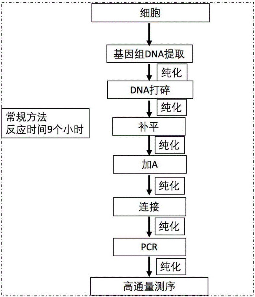 Cell chromosome analysis rapid library building method and kit